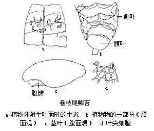 liverworts)是 a href="#" data-lemmaid="5296779">苔藓植物门 /a>