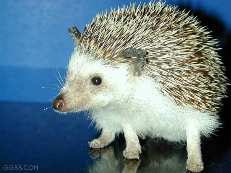  p>刺猬是属于猬亚科(erinaceinae)的一类猬形目哺乳动物的统称,共有5