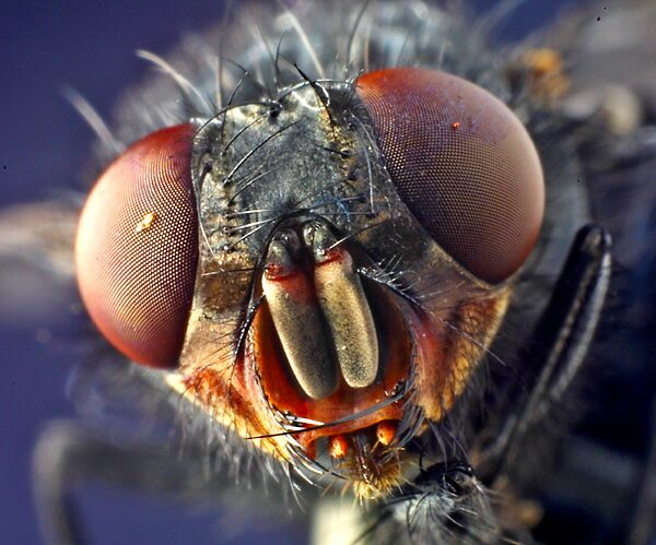  p>苍蝇是 a target="_blank" href="/item/完全变态/3411657" data