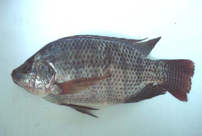  p>罗非鱼——原产非洲,属热带性鱼类,罗非鱼属包括亚种共有100多种.