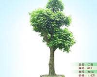 仁面树_百度百科