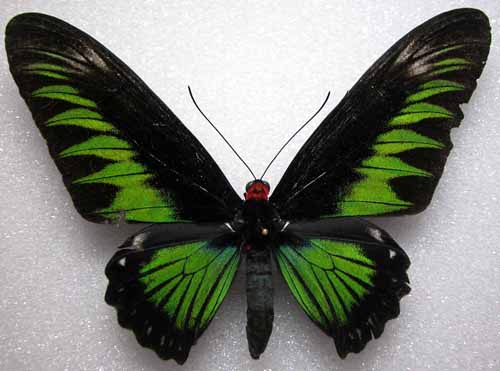 摩鹿翠叶红颈凤蝶