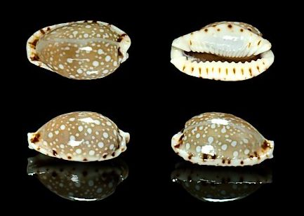  p>梨皮宝螺(学名:erosaria labrolineata labro