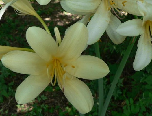  p>乳白石蒜(学名: i>lycoris albiflora /i> koidz) a target="