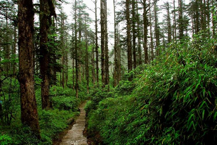 槎山国家森林公园