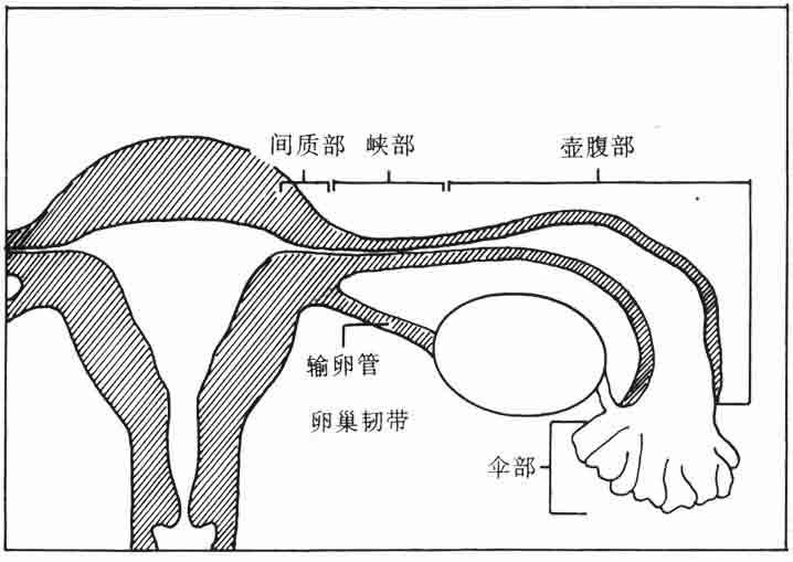 输卵管介入