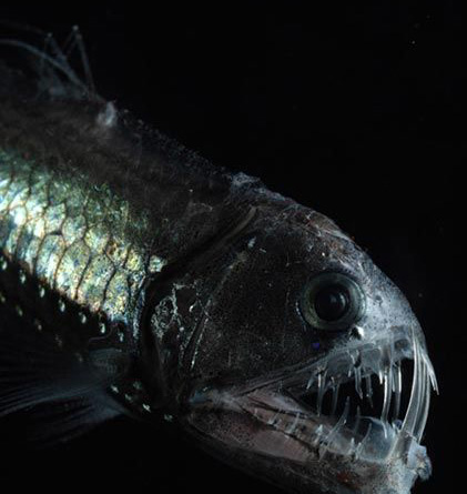  p>蝰鱼(学名:chauliodus)是一种小型暖水性且具代表性的深海发光鱼类