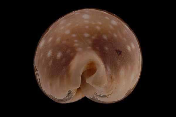  p>白星宝螺(学名:lyncina vitellus vitellus)是腹足纲宝螺科的 a