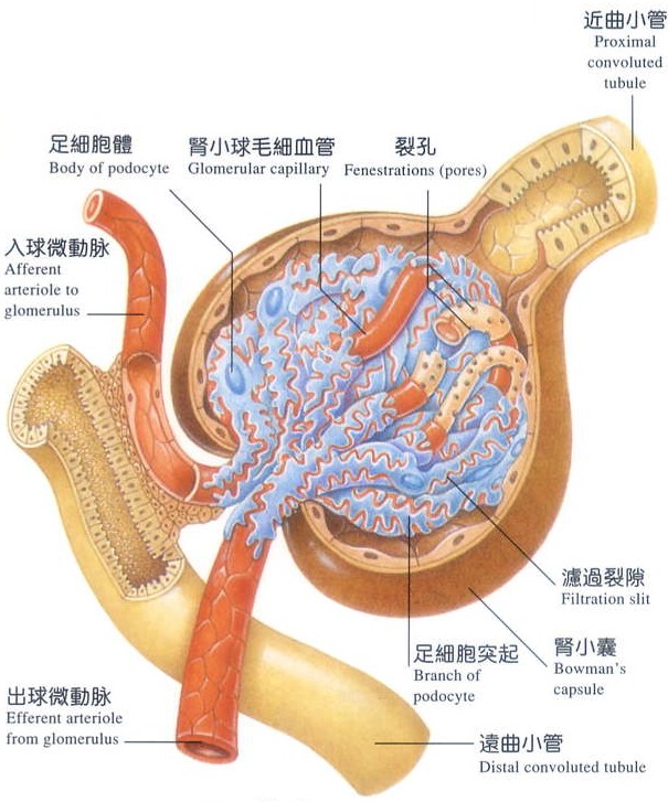 肾上腺皮质