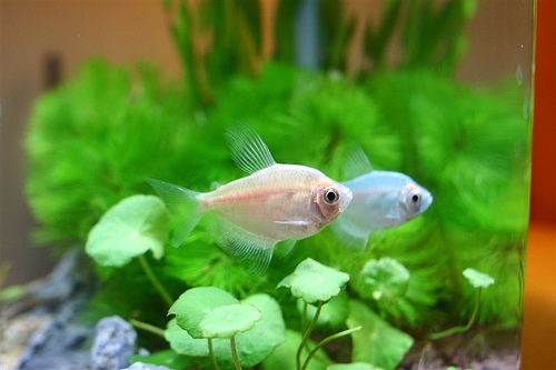  p>彩裙鱼又名灯火鱼,是 a href="#" data-lemmaid="1532985">黑裙鱼 