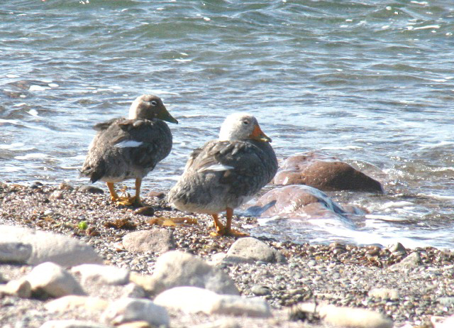  p>白头船鸭(学名:tachyeres brachypterus)是属于鸭科的一种群居型 a