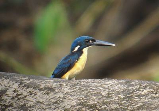  p>俾岛翠鸟是一种中型的河翠鸟,身长22 cm .