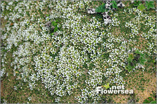  p>团状福禄草(学名:arenaria polytrichoides)为石竹科无心菜属的