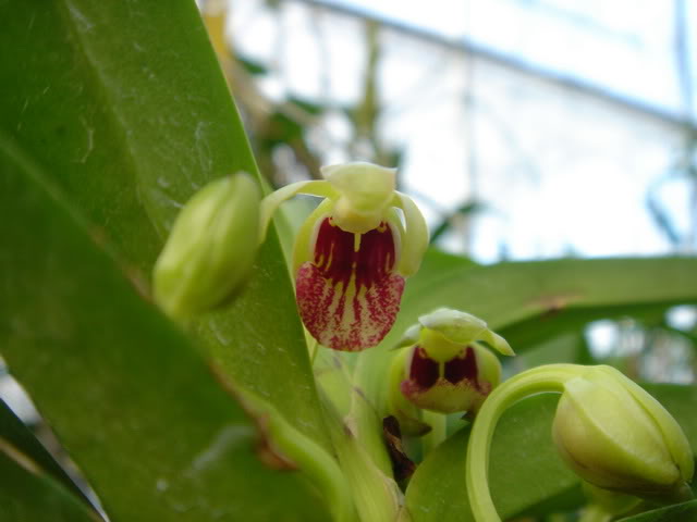  p>垂头万代 b>兰 /b>(拉丁学名: i>vanda alpina /i> lindl.