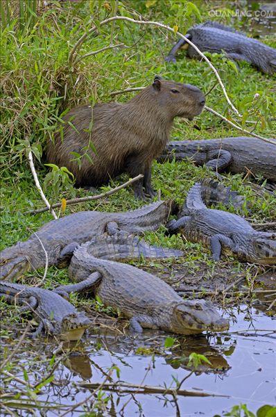 是一种半水栖的 a target="_blank" href="/item/食草动物/10312279"