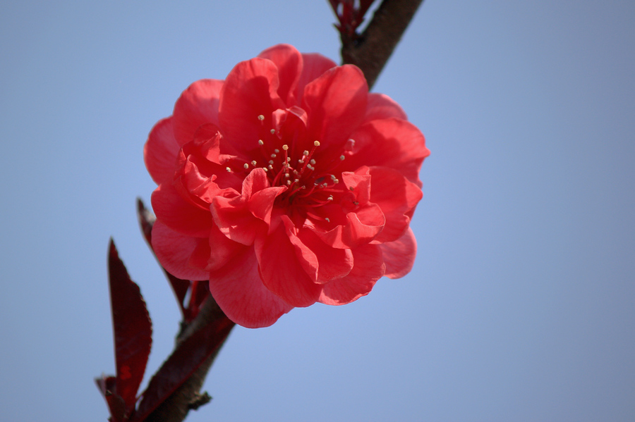  p>绛桃(群芳谱) f. camelliaeflora (van houtte) dipp.