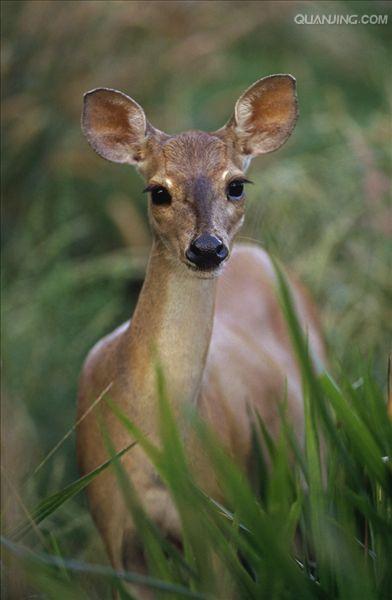  p>泽鹿(学名: i>rucervus duvaucelii /i>)