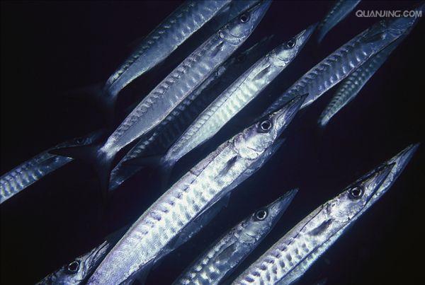  p data-id="tiqniy7akpzn">梭鱼是鲈形目鲭亚目魣科梭鱼属鱼类.