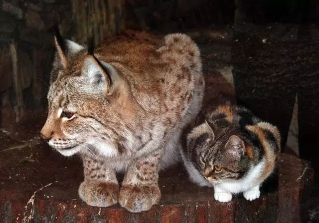 那些想养猞猁的朋友，准备好忍受这些缺点了吗？_百科TA说