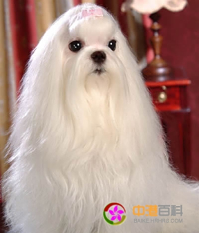 拉萨犬