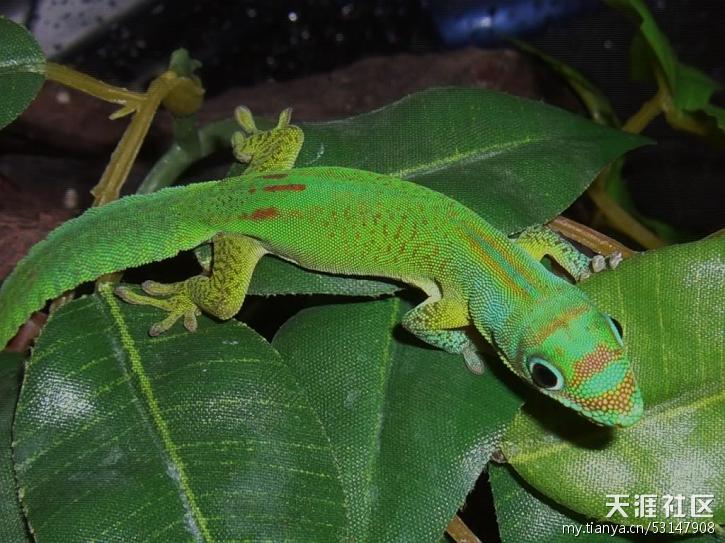 背部以绿或黄绿色为底色,躯体后半部具有3条红色直条长纹,且另有金