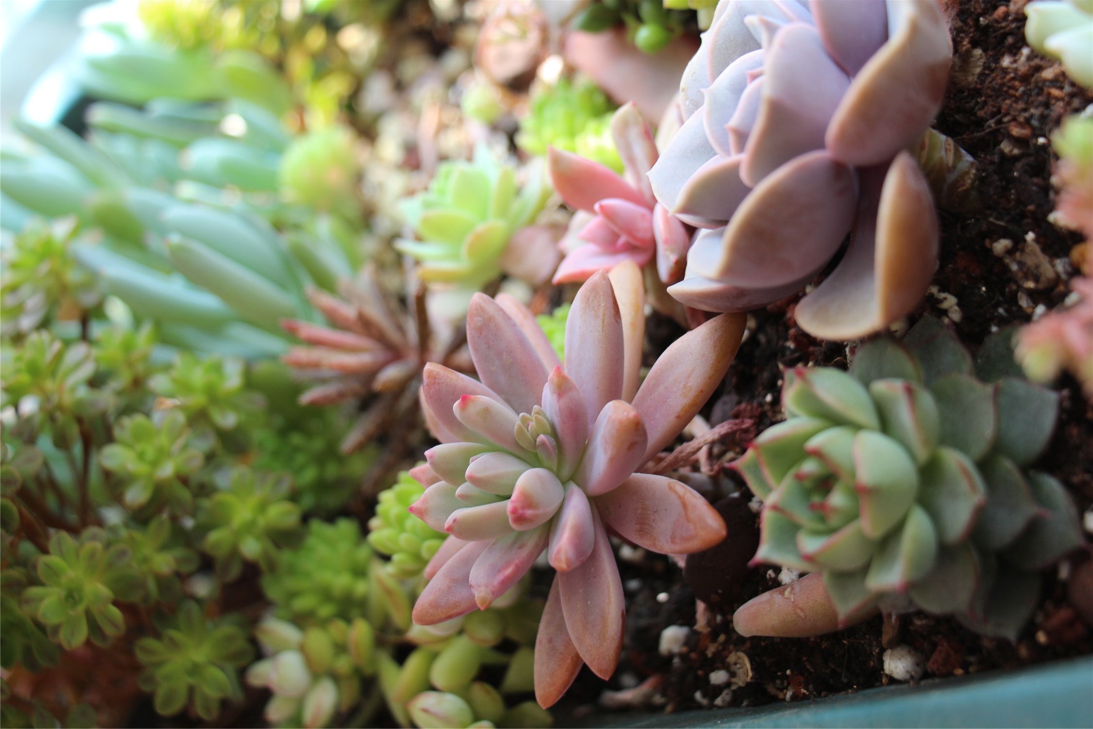 data-lemmaid="7506243">多肉植物 /a>秋丽(× graptosedum 