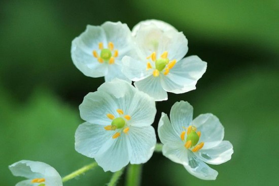 skeleton flower