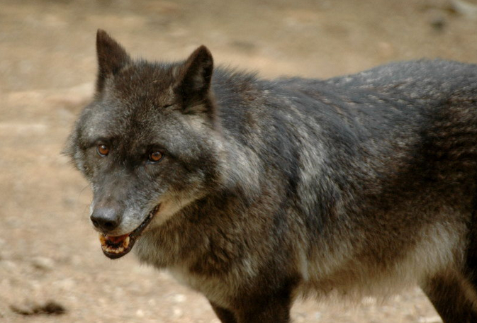  p>阿拉斯加内陆狼是体型很大的狼亚种,从鼻尖到 a href="#" data