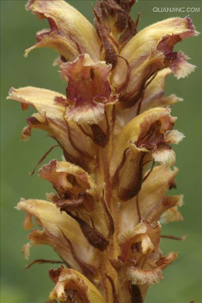  p>列当(拉丁文名: i>orobanche coerulescens /i> steph),别名 a