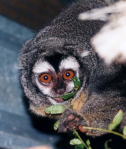  p>夜猴(学名: i>aotus trivirgatus /i>):体长240-370毫米,尾长316