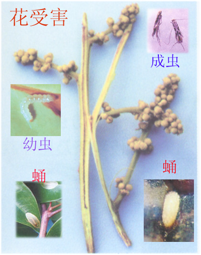  p>鳞翅目,细蛾科.寄主于荔枝,龙眼,芒果等.