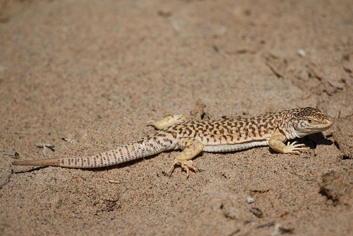  p>荒漠麻蜥(学名:eremias przewalskii)有鳞目蜥蜴科.