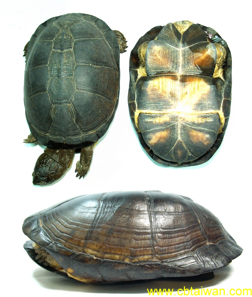 斑纹泥龟出没在墨西哥 a href="#" data-lemmaid