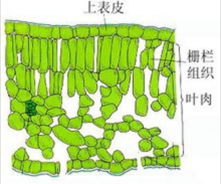  p>海绵组织(spongy mesophyll) 是位于栅栏组织与下表皮之间的 a