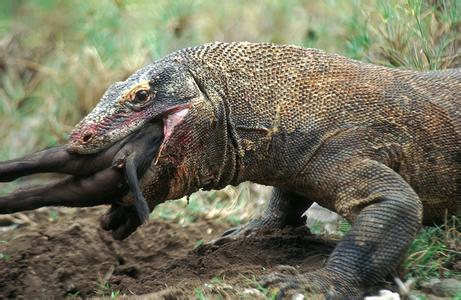  p>古巨蜥(学名:varanus poesty)又名巨齿蜥,是一种已 a href="#"