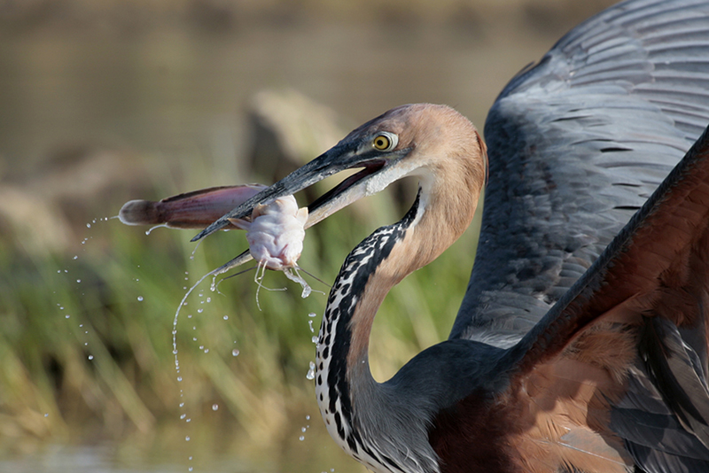 gnbaqsi9is">巨鹭(学名: i>ardea goliath /i>):是世界上最大的鹭科 a