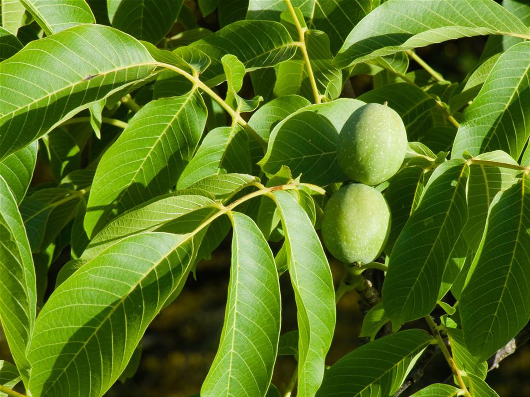  p>胡桃(拉丁学名  i>juglans regia  /i> l. ),俗称核桃 i>.