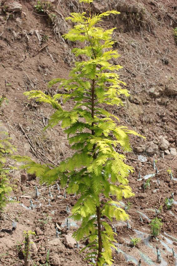 是指其叶片,茎杆等常年呈现出异色(非绿色)的植物,如 a target="