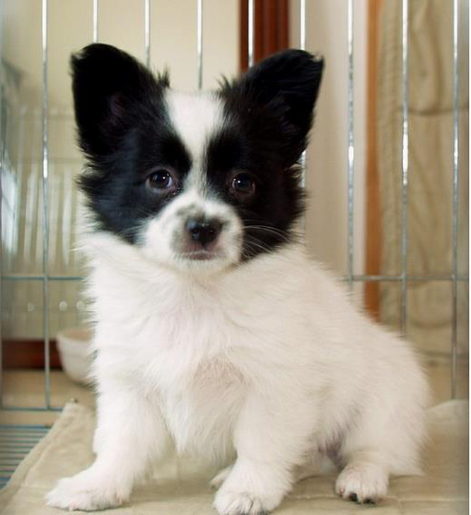  p data-id="tiqr0xvnqwhr">蝴蝶犬是食肉目犬科犬属哺乳动物.