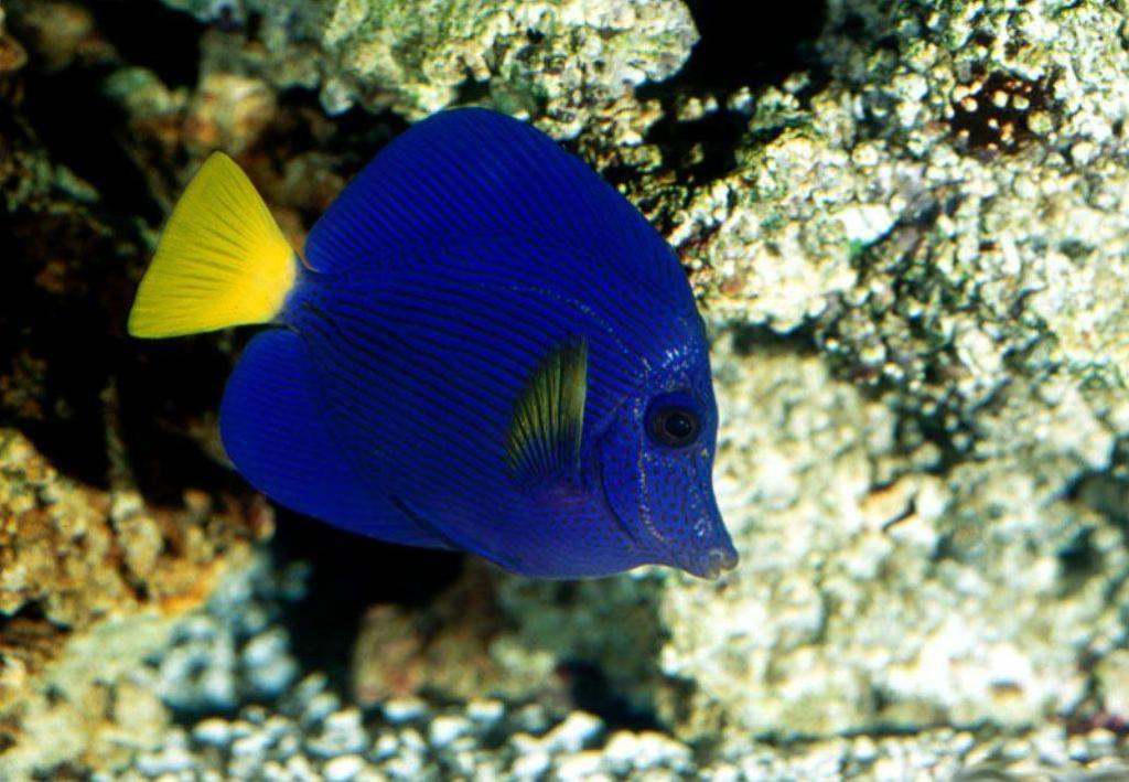  p>烛光鱼是 a href="#" data-lemmaid="1195405">硬骨鱼纲 /a>, a