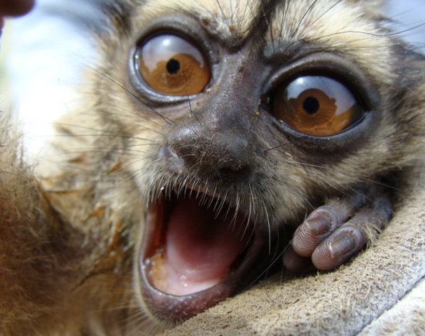  p>鬼夜猴(学名: i>aotus lemurinus /i>)是 a href="#" data-lemmaid