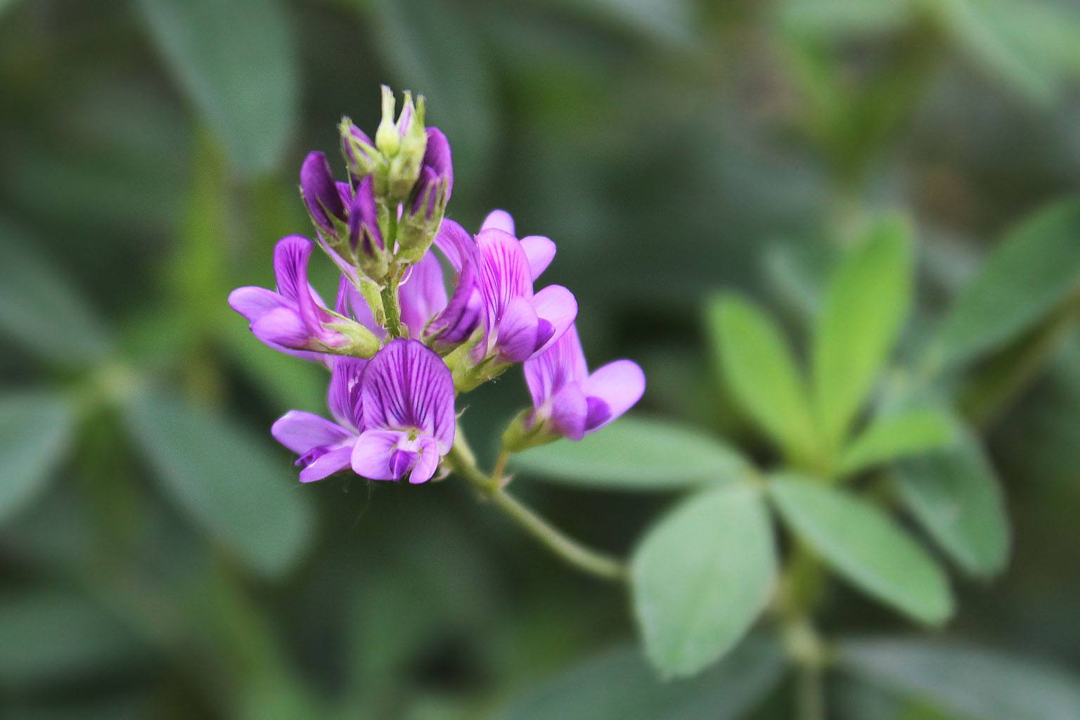  p> b>山黑豆属 /b>(学名: i>dumasia /i>)是 a href="#" data-lemma