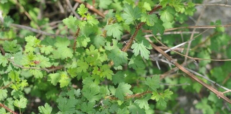  p>短果茴芹(学名: i>pimpinella brachycarpa /i> (kom.