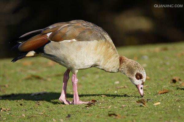  p>埃及雁(学名: i>alopochen aegyptiacus /i>)为鸭科埃及雁属的鸟类