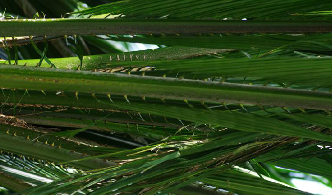  p>油棕属(学名:elaeis jacq), a href="#" data-lemmaid="1709680">