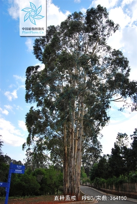  p>直杆蓝桉(学名: i>eucalyptus maideni  /i>f. v. muell.