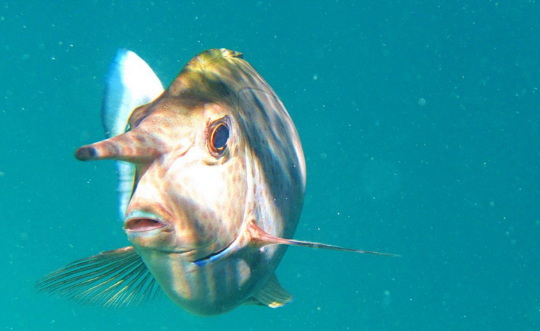  p>短喙鼻鱼,又称短吻鼻鱼, a target="_blank" href="/item/俗名