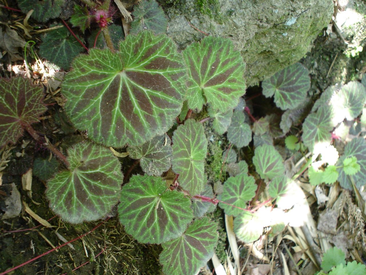  p>匍匐茎是指沿地平方向生长的茎.