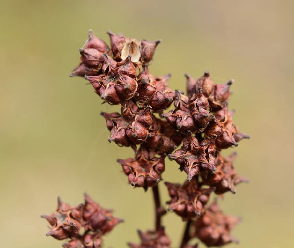  p>扯根菜(学名: i>penthorum chinense /i> pursh)是指虎耳草科扯根