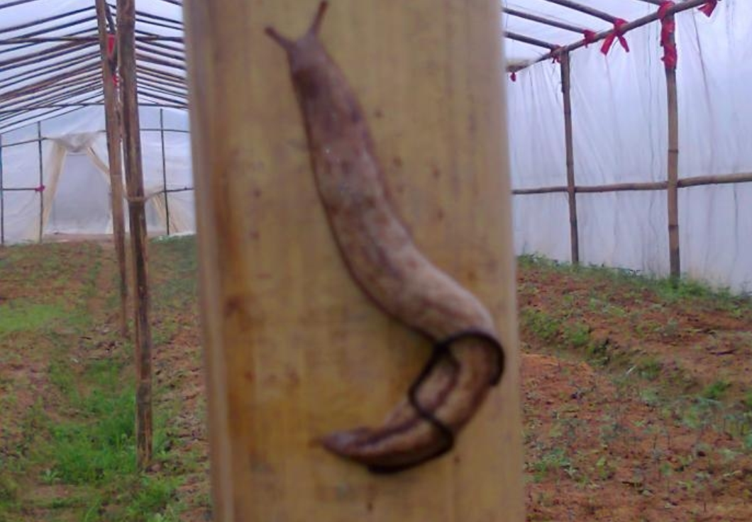  p>野蛞蝓(学名:agriolimax agrestis)为 a href="#" data-lemmaid="